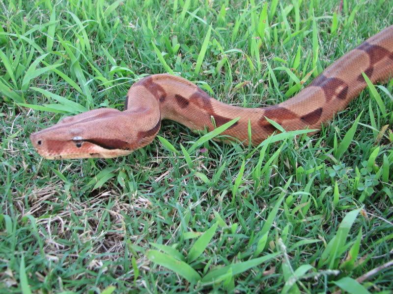 Savannah