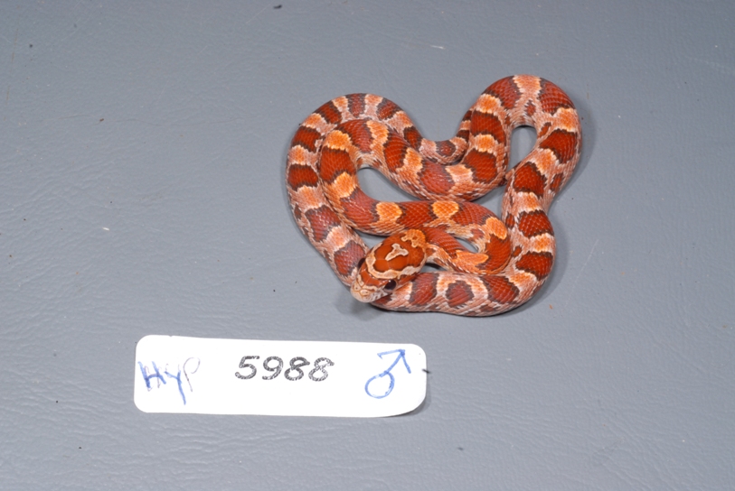 My hypo baby boy