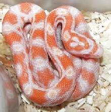 Baby okeetee x creamsicle