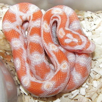 Baby okeetee x creamsicle