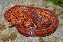 My Devil's Garden Corn Snake