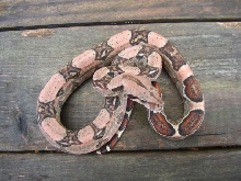 my baby boa