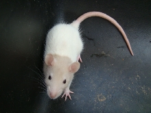 rat