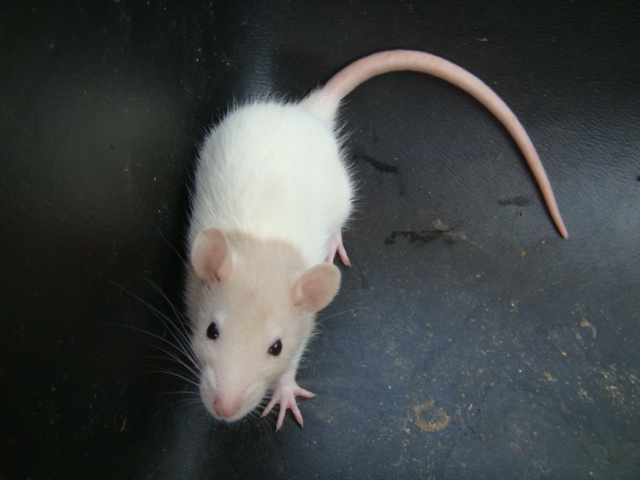 rat