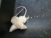 rats