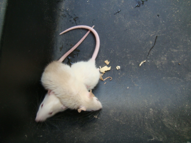 rats