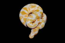 2011 female albino