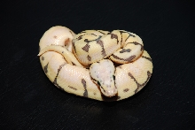 2011 female killerbee 1 - 1