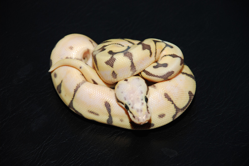 2011 female killerbee 1 - 1