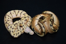2011 female killerbee 2