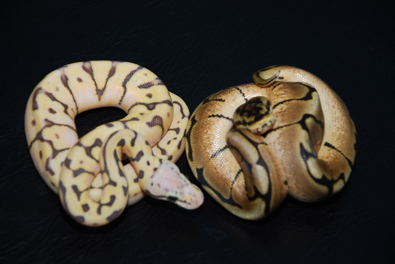 2011 female killerbee 2