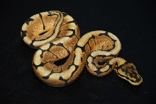 2011 female spider