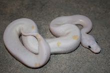 2012 male super fire