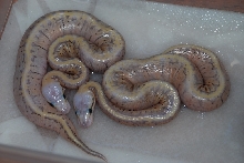 2012 female super blast ball python
