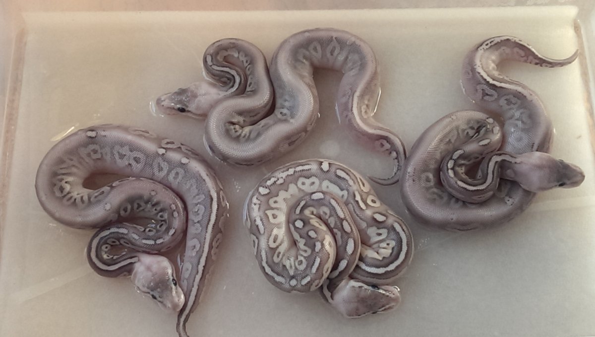Lesser Pewter X Super Pastel - 1