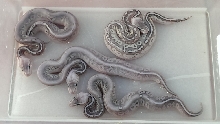 Lesser Pewter X Super Pastel - 2