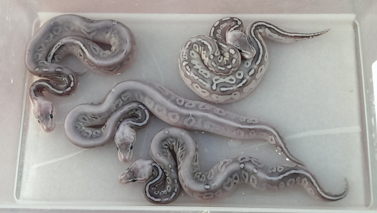 Lesser Pewter X Super Pastel - 2
