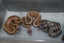 Lemon Blast & Super Pastel