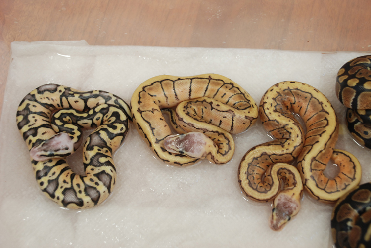 Lemon Blast & Super Pastel - 2