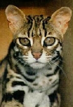 Asian Leopard Cat