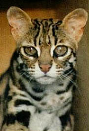 Asian Leopard Cat
