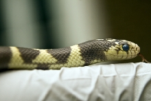 9 months, ready to shed