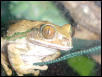 Argus Frog