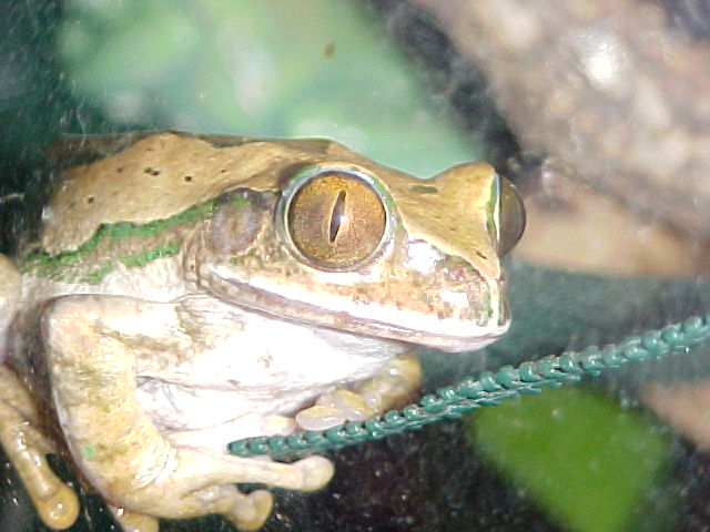 Argus Frog