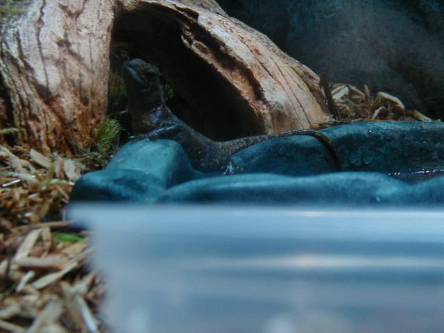 Female BAth