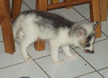 Arctic Fox Cross