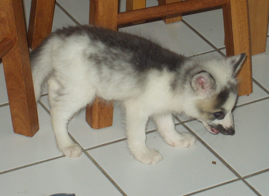 Arctic Fox Cross