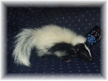 Marbled Skunk
