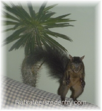 Ninja Squirrel