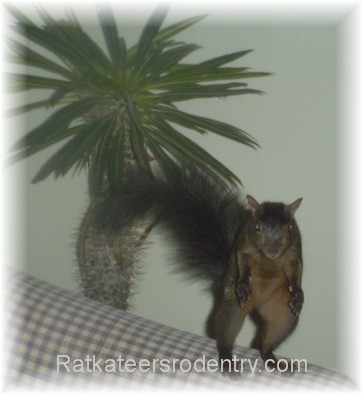 Ninja Squirrel