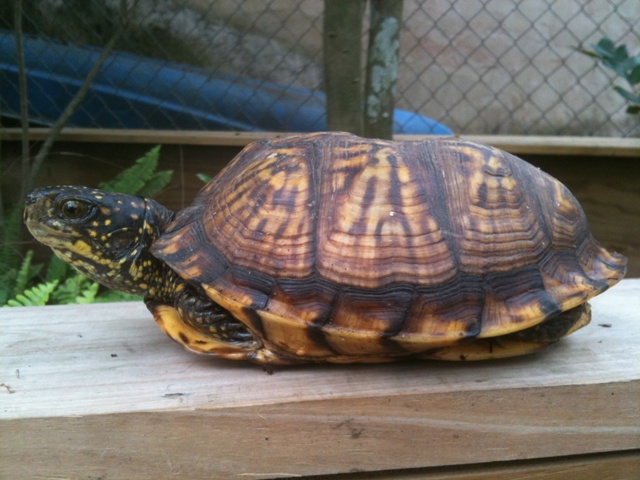 Terry's turtle 01