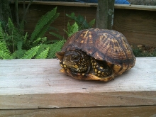 Terry's turtle 02