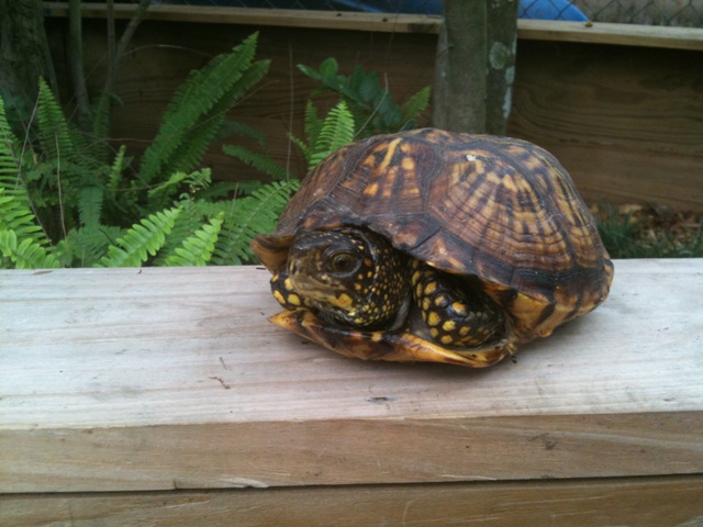 Terry's turtle 02