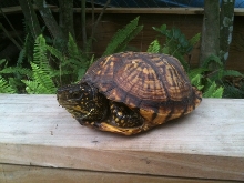 Terry's turtle 03