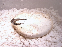 Chuckwalla Hatchlings first look at the world