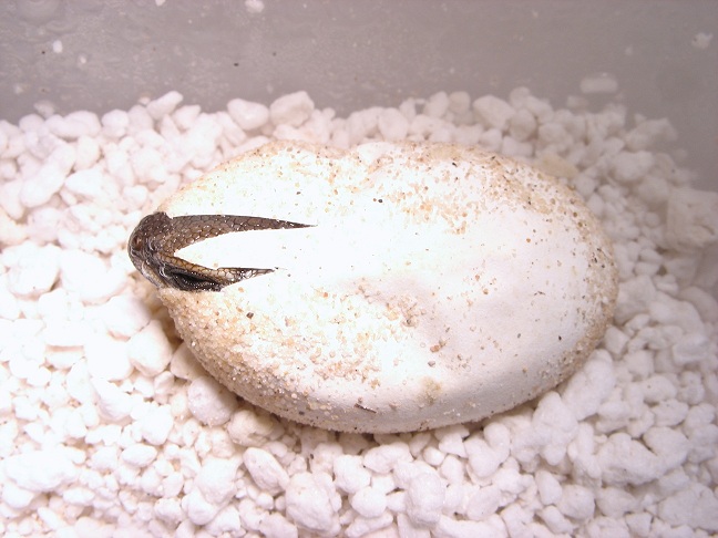 Chuckwalla Hatchlings first look at the world