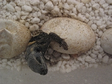 Chcukie Hatching
