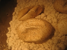 chuck eggs 2011