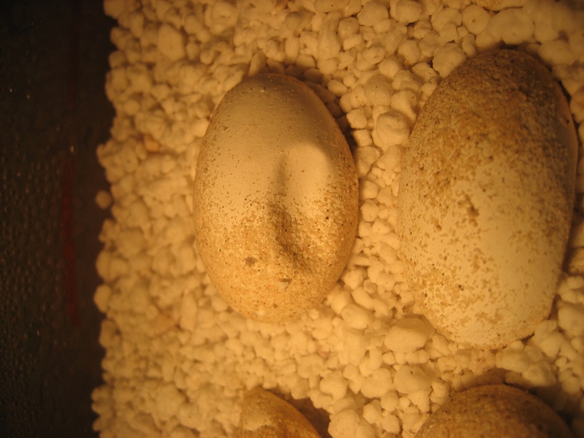 chuck eggs 2 2011
