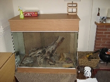 New viv1
