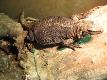 alabama gravid female