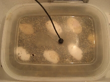 eggs in box in hoverbator