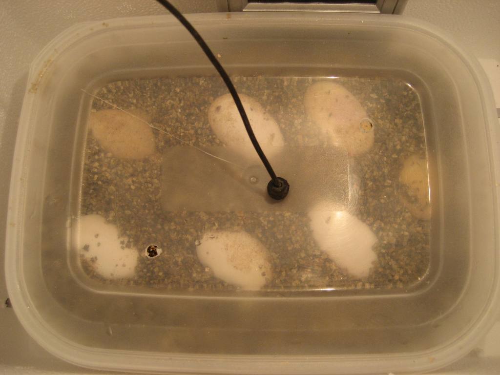 eggs in box in hoverbator