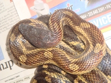 Texas Ratsnake with motly pattern