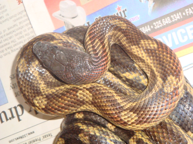 Texas Ratsnake with motly pattern