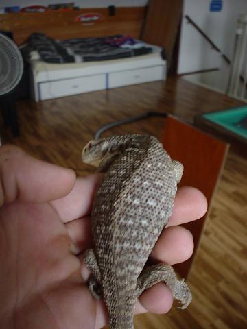 Steppenvaraan